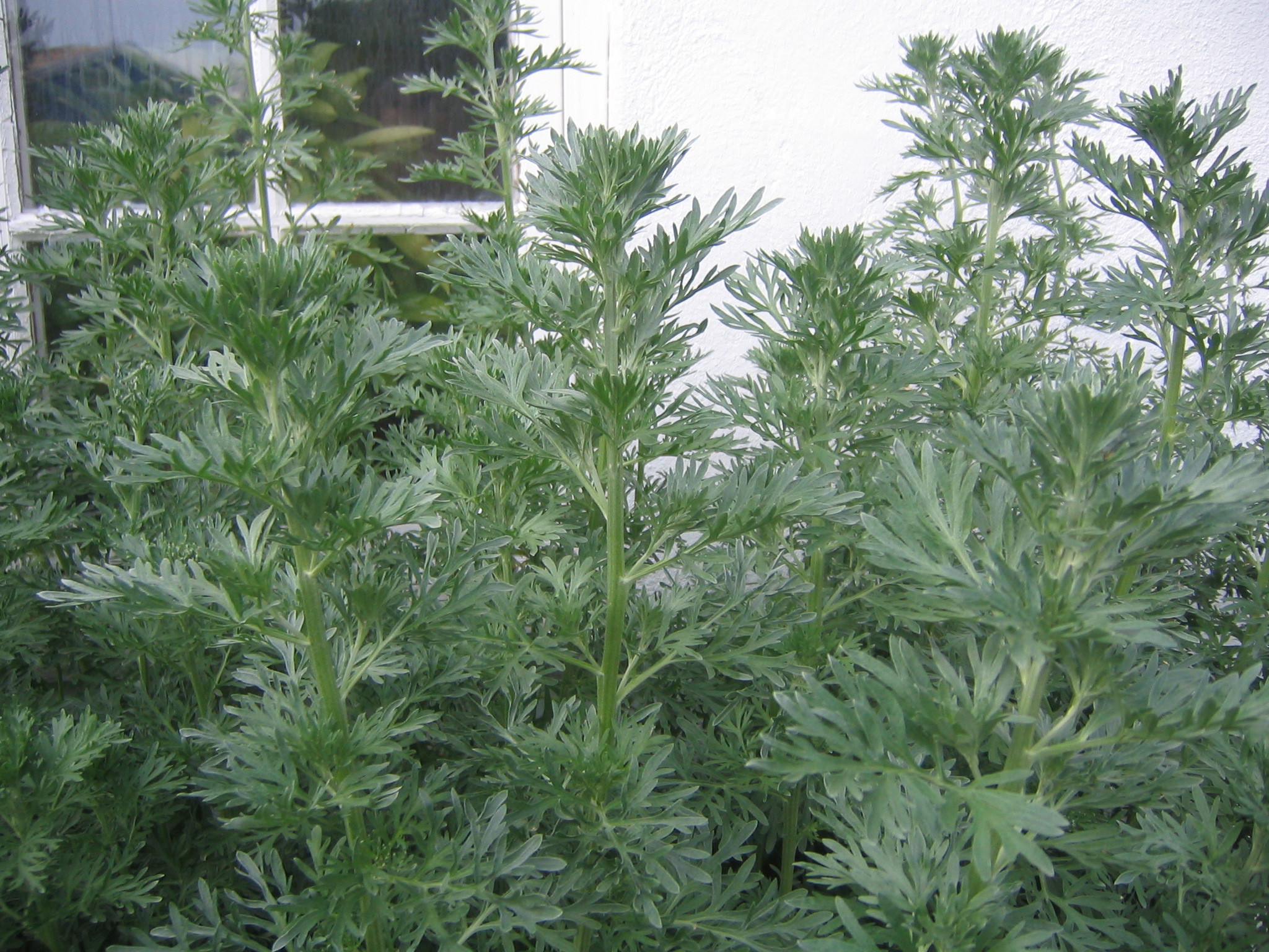 Health Benefits Of Wormwood The Luxury Spot