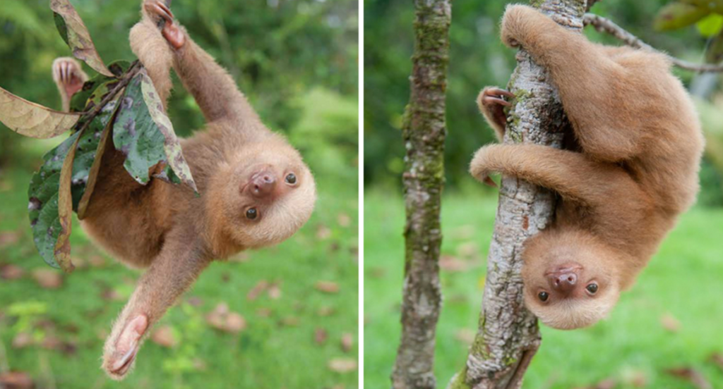 The Baby Sloth Institute | The Luxury Spot