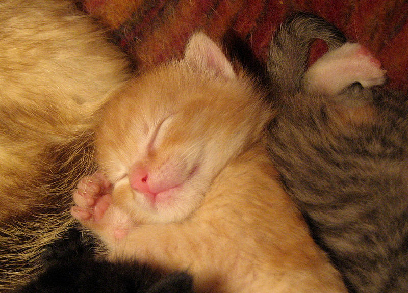 Cute Sleeping Baby Animals