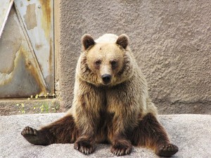 The Real Yogi Bear | The Luxury Spot