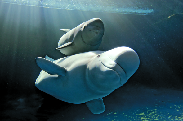 Shedd Aquarium, beluga whales