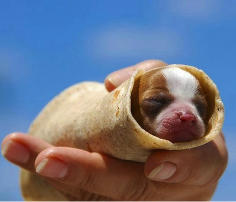 cute puppy burrito
