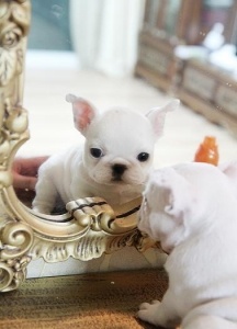 French Bulldog in mirror