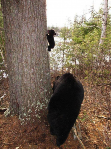 baby bear climbing cute animals