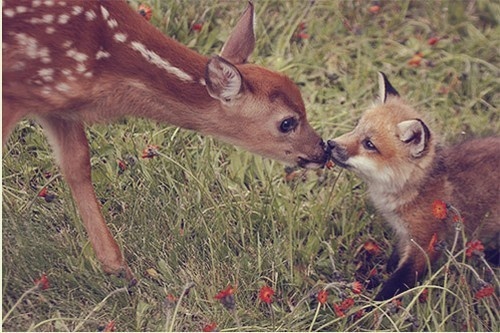fox and deer