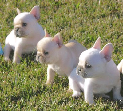 frenchie puppies