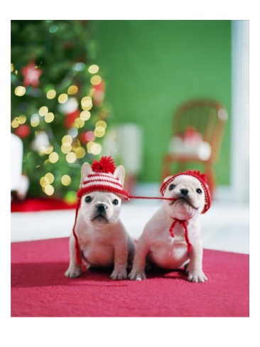 Holiday french bulldogs