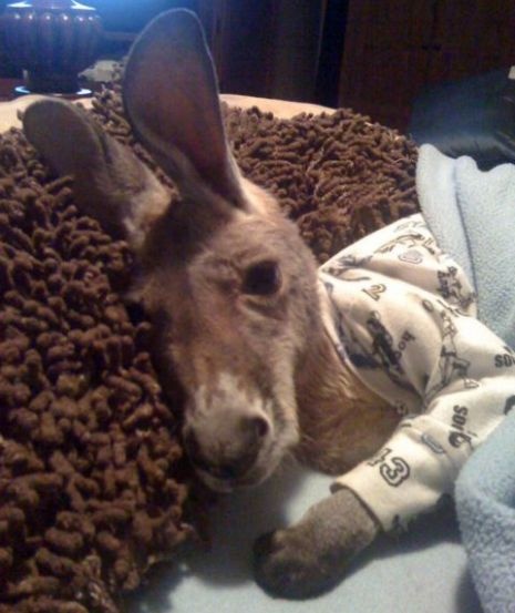 Kangaroo in Pajamas