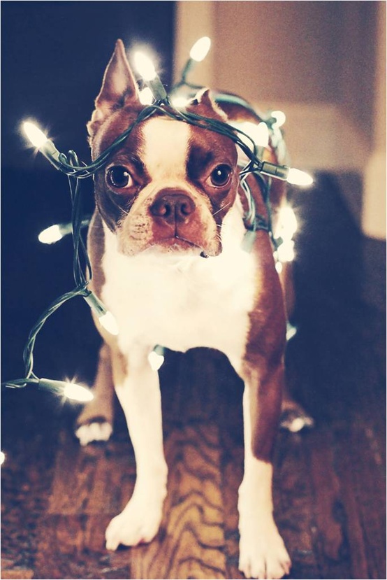 boston terrier Christmas