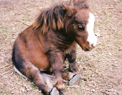 world's smallest horse
