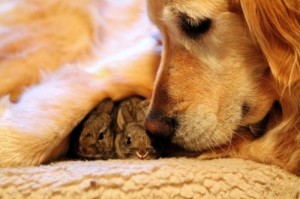 golden retriever & bunnies