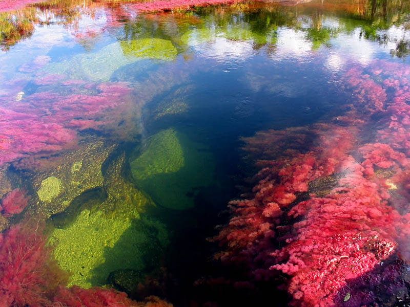 River of five colors, colombia