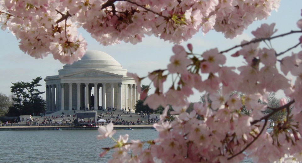 cherry blossom festival nyc