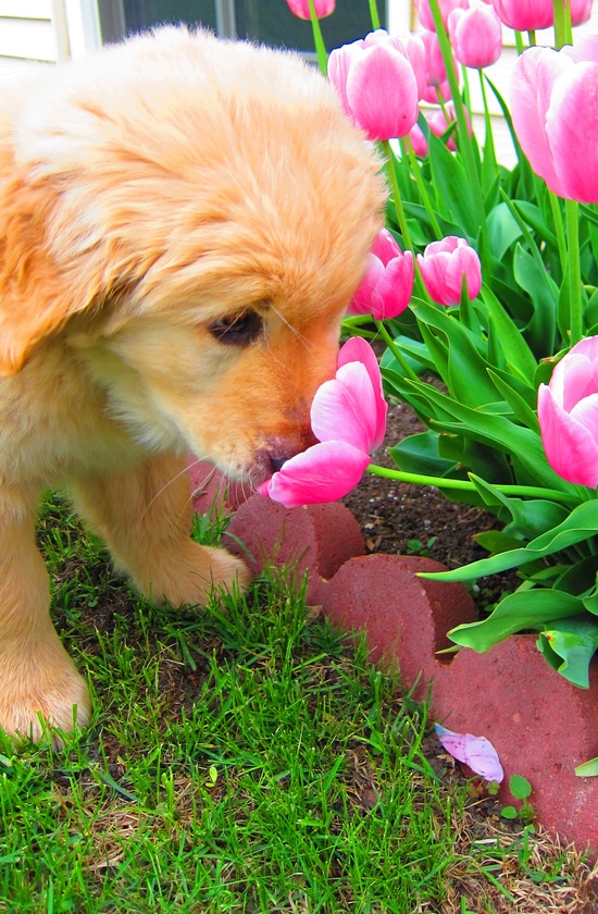 puppy and flowers