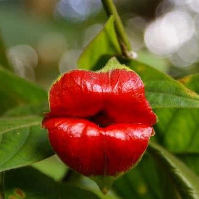 hookers lips flower