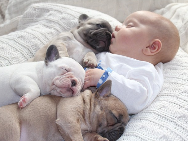 baby & french bulldogs