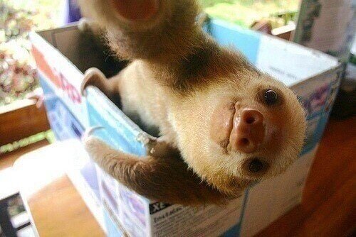 Baby sloth selfie