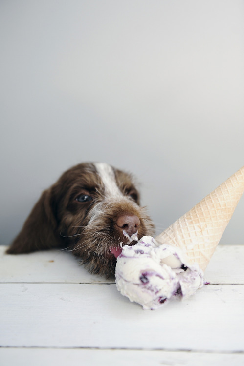 may dog ice cream