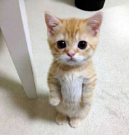 sad kitten eyes