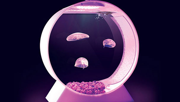 pet jellyfish tank