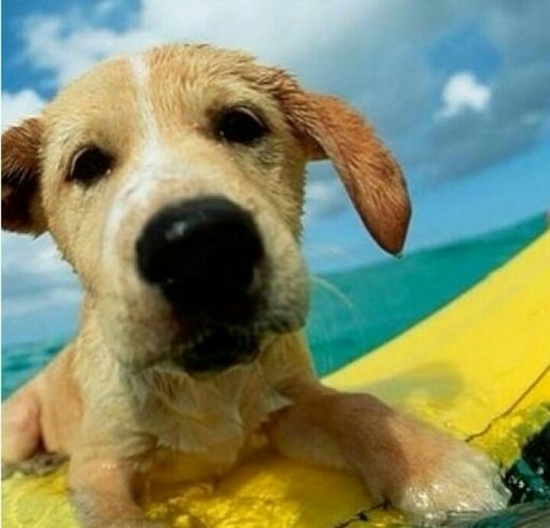 surf puppy