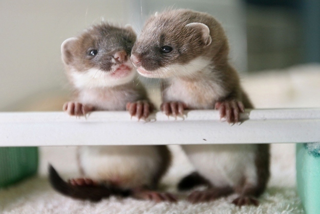 baby stoats