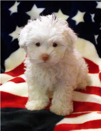 patriotic puppy