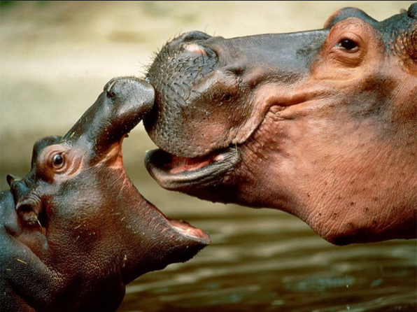 hippo mother and child