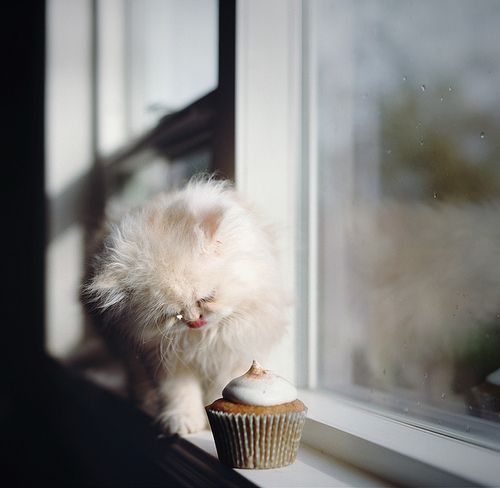 kitten vs cupcake