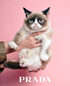 grumpy cat wears prada