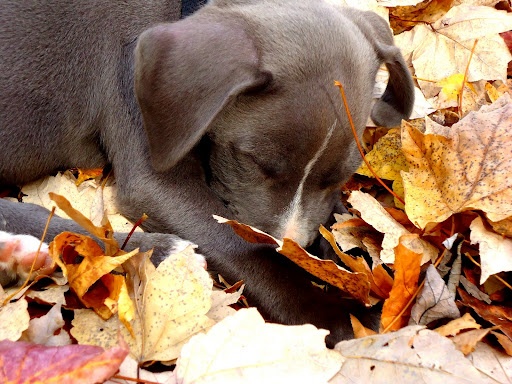 fall puppy