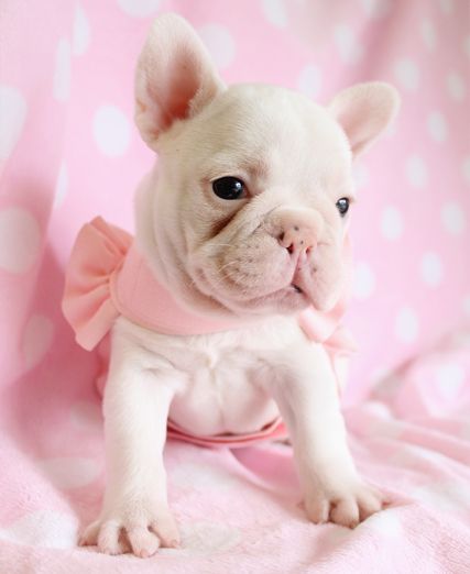 pink frenchie puppy
