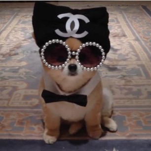 Dogs In Chanel