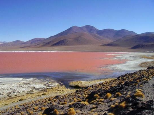 laguna colorada, bolivia