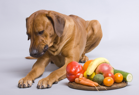 Diet Dogs Vegetarian