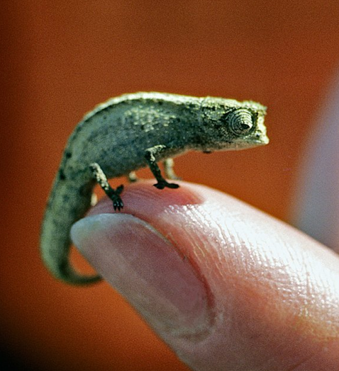 World's smallest animals