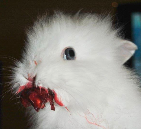 bunnies eating cherries