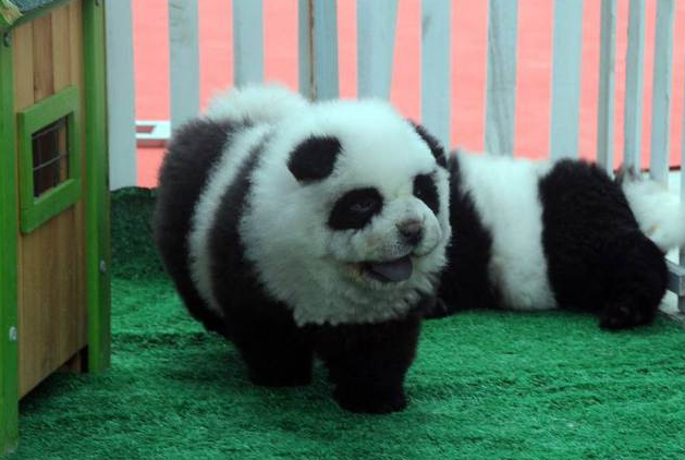 panda dogs
