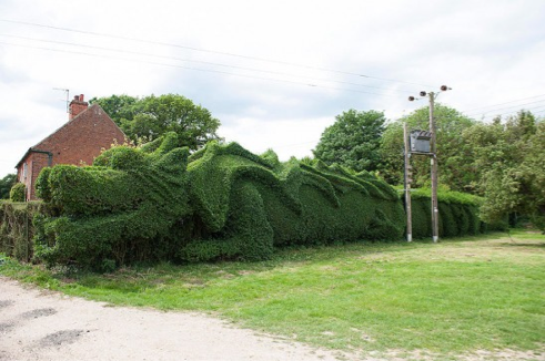 hedge dragon