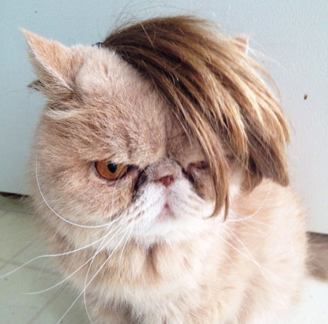 Cats with bangs