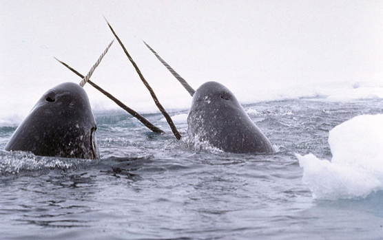 swimming with narwhals