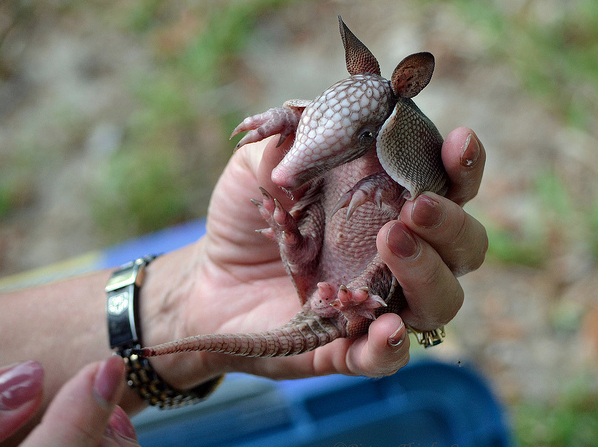 baby armadillos