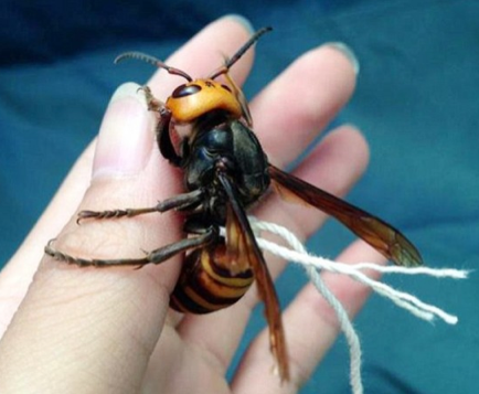 giant japanese hornet