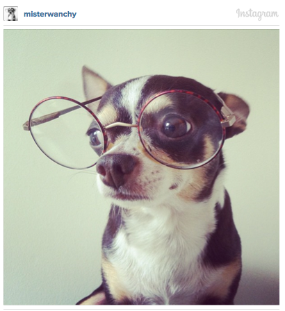 dogs with eyeglasses