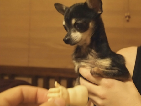 wounded chihuahua gets hand