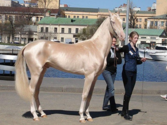 rare and beautiful horses