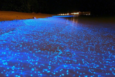 japanese glowing firefly squid