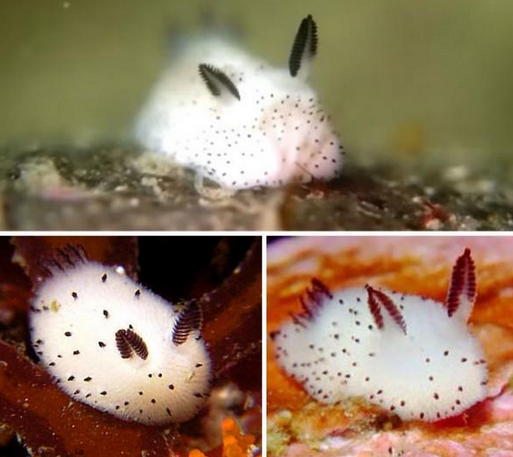 sea bunnies