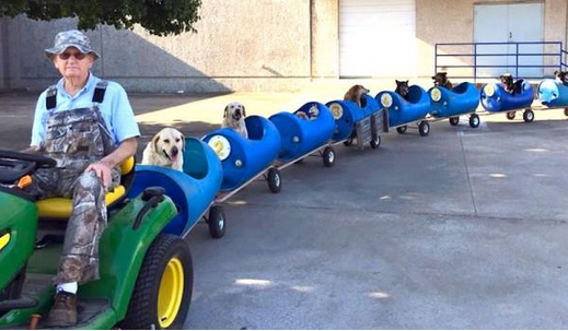 rescue dog train