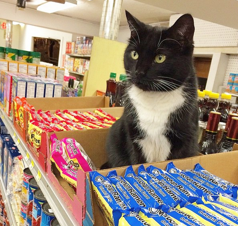 bodega cats tshirt